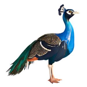 Royal Peacock
