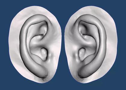 Natural human ear anatomy 09