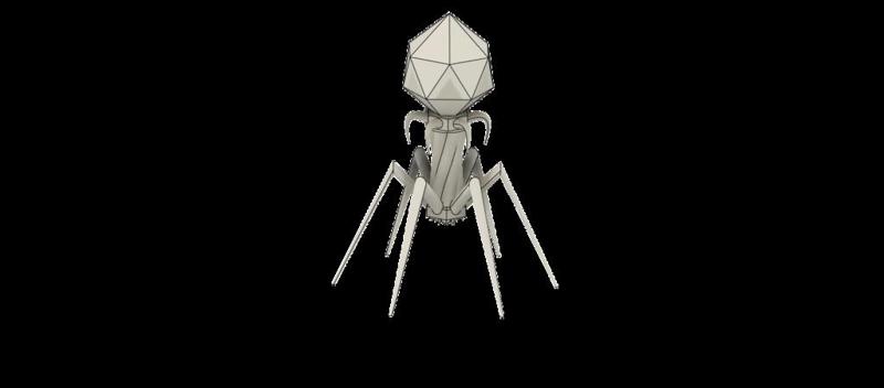 HAKEN T4 virus bacteriophages Escherichia 