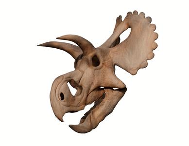 Yehuecauhceratops mudei skull