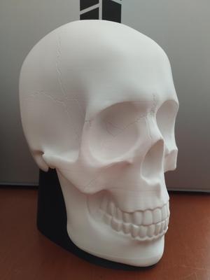 Realistic skull (helmet support)
