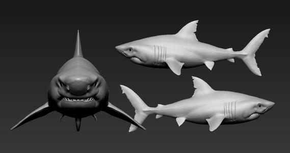 Great white shark