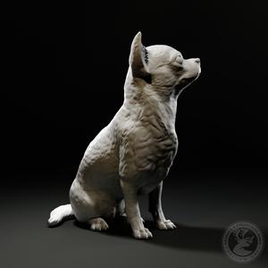 Chihuahua (sitting)