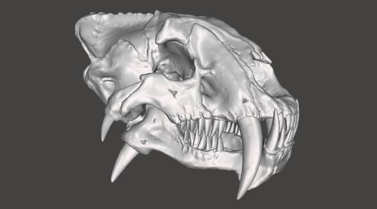 Saber tooth skull HYBRID