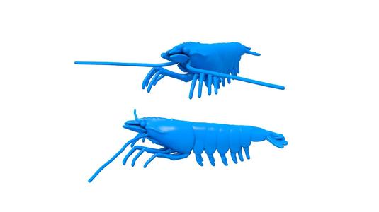 Prawn / Prawn stl / CRAYFISH / PRAWN / LOBSTER / Shrimp