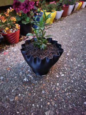 Curly top flower pot