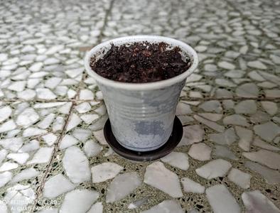 Pot saucer for small plastic coffee cups