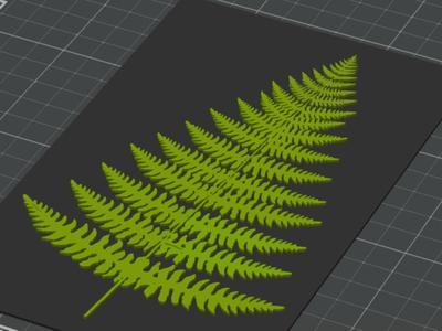 Ferns