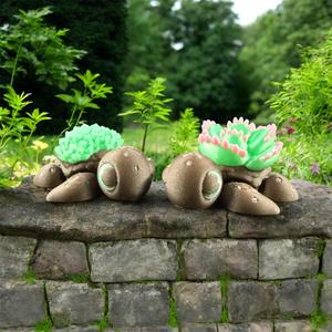 Succulent Baby Turtles - Community Choice