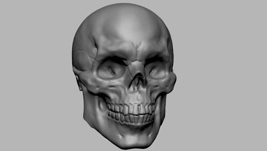 Skull human