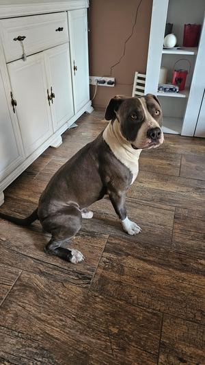 American staford terier