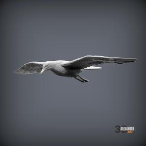 Seagull Is Flying 