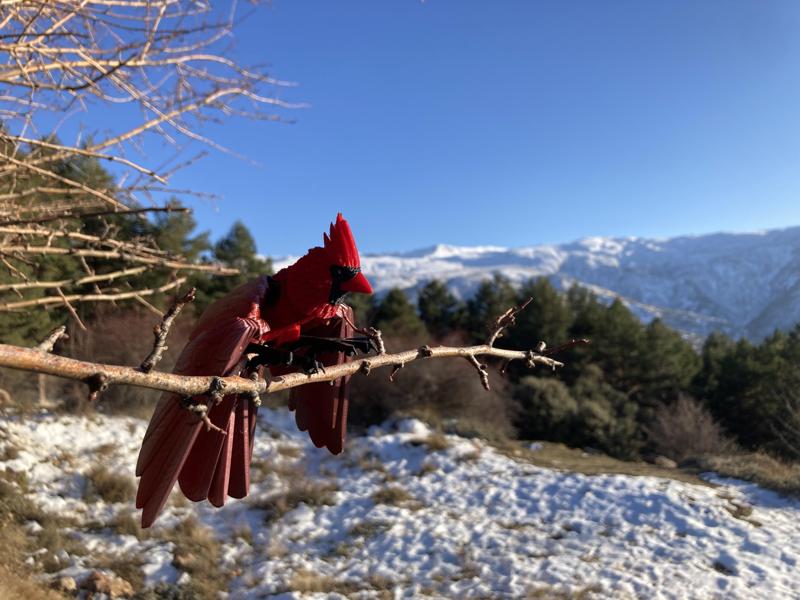 Cardinal