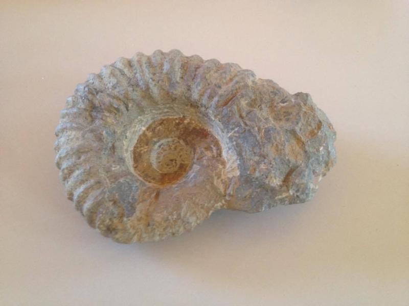 Ammonite