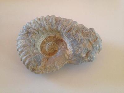 Ammonite