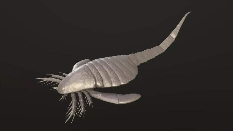 Carcinosoma