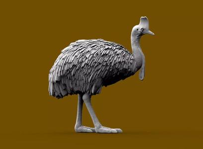 Cassowary