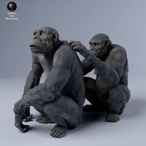 Chimps Grooming