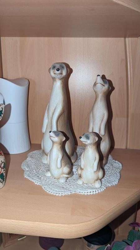 Meerkat Family Mongoose Famaly