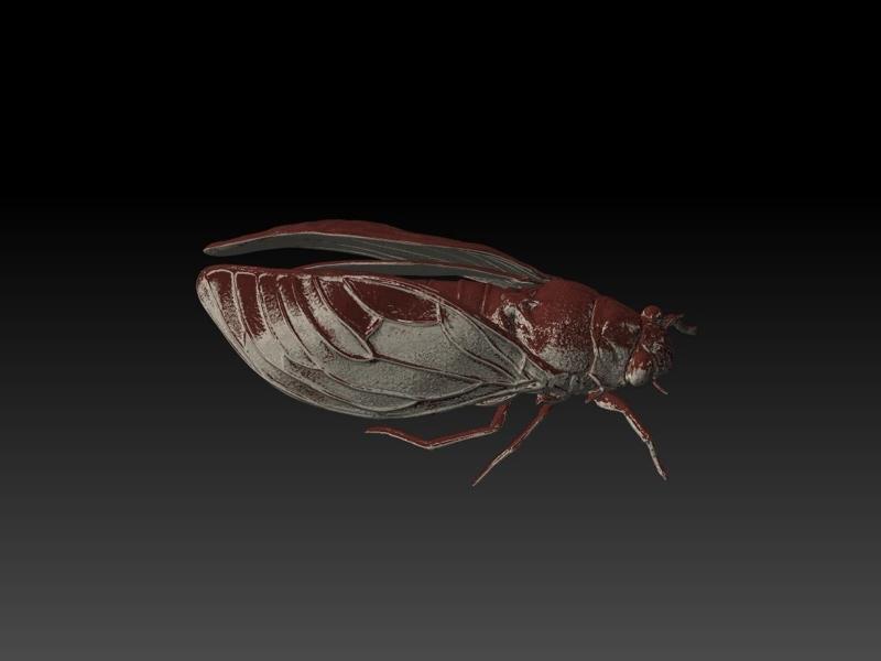 Cicada 3D Model