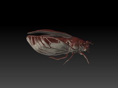 Cicada 3D Model