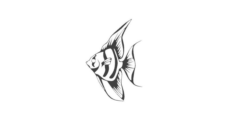 ANGEL FISH
