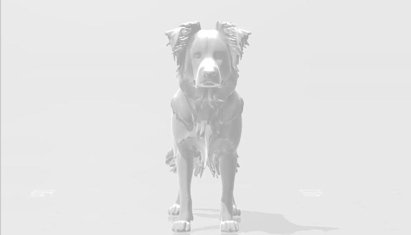 Dogs breed border collie