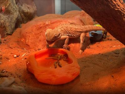 Lizard Food Bowl