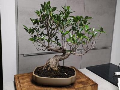 Traditional Bonsai Pot