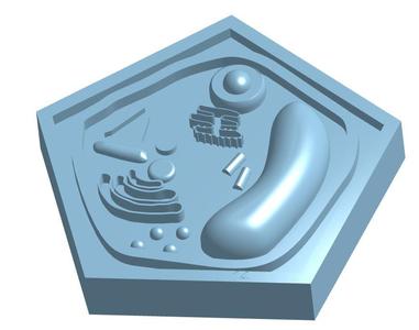 Plant Cell Model
