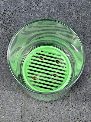 Seedler Easy Germination Rack for Plant Seeds