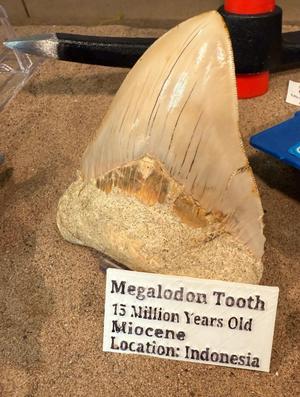 Megalodon Tooth Museum Identification Card