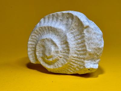 fossilized shell - Fossil - Muschel