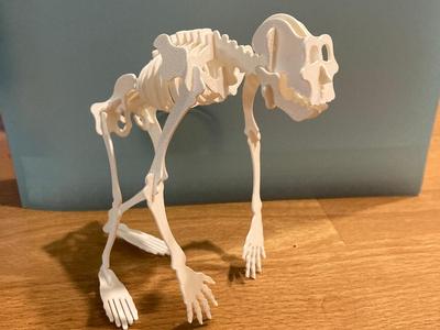 skeleton human 