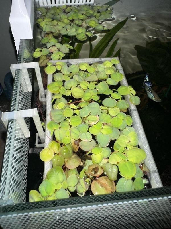 Floating Plant Holder for Fish Tank / Aquarium