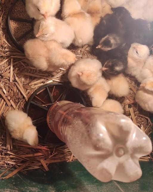 PET bottle self-filling chick water bowl