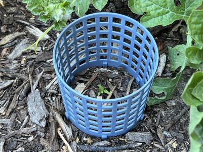 Seedling Protection Cage