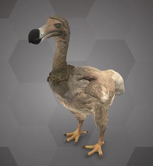 Dodo (NHMW-ZOO1-VS 95555)