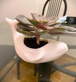 Whale Planter