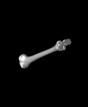 blounts tibia only REAL Bennett remastered.stl