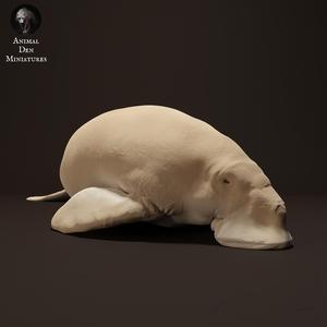 Dugong Eating
