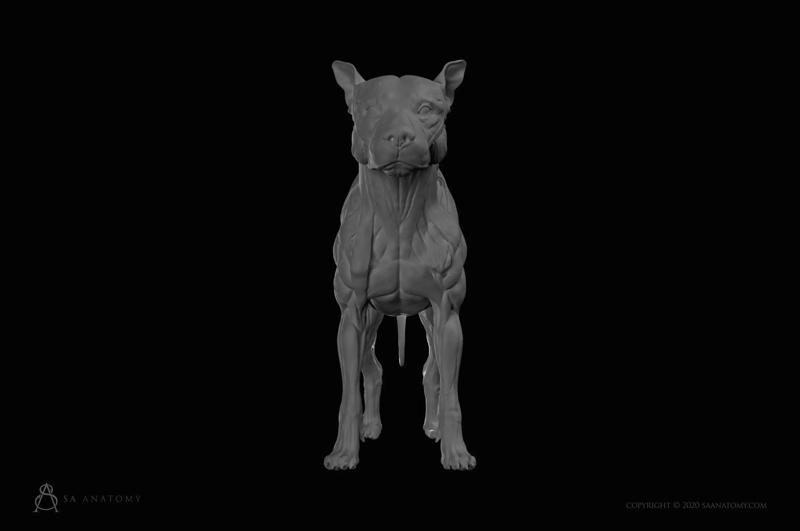 Dog-Canine Anatomy