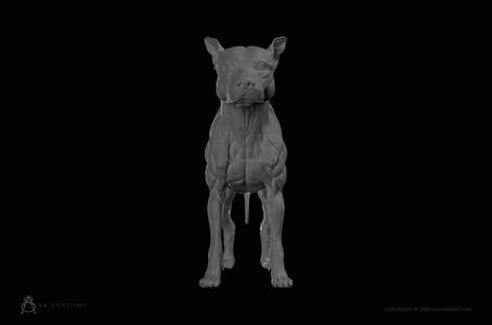 Dog-Canine Anatomy