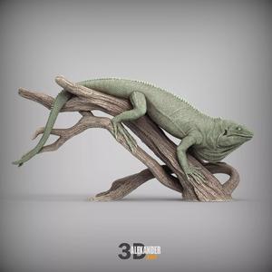 Brachylophus vitiensis