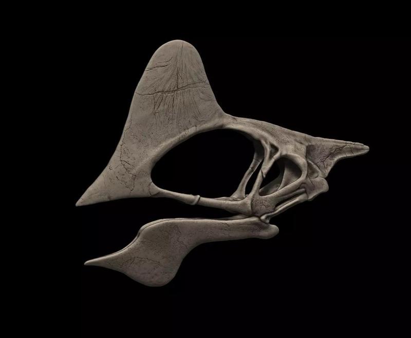 Tapejara Skull