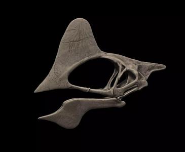 Tapejara Skull