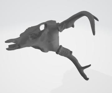 Deer skull trophy