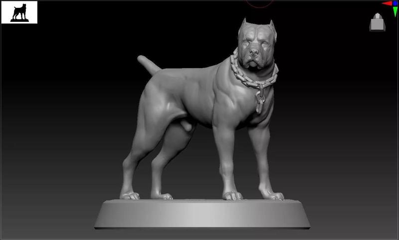 Pitbull terrier