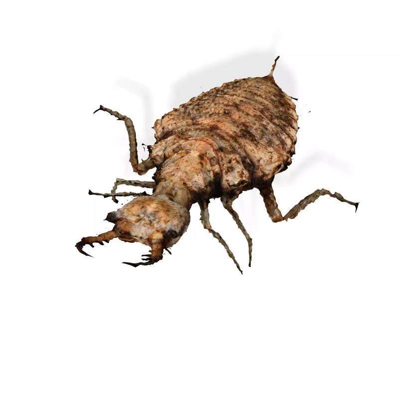 IKISHIMA INSECT TERMITE ANT WOOD BEETLE