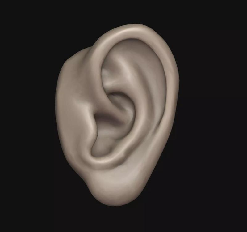 Human ear